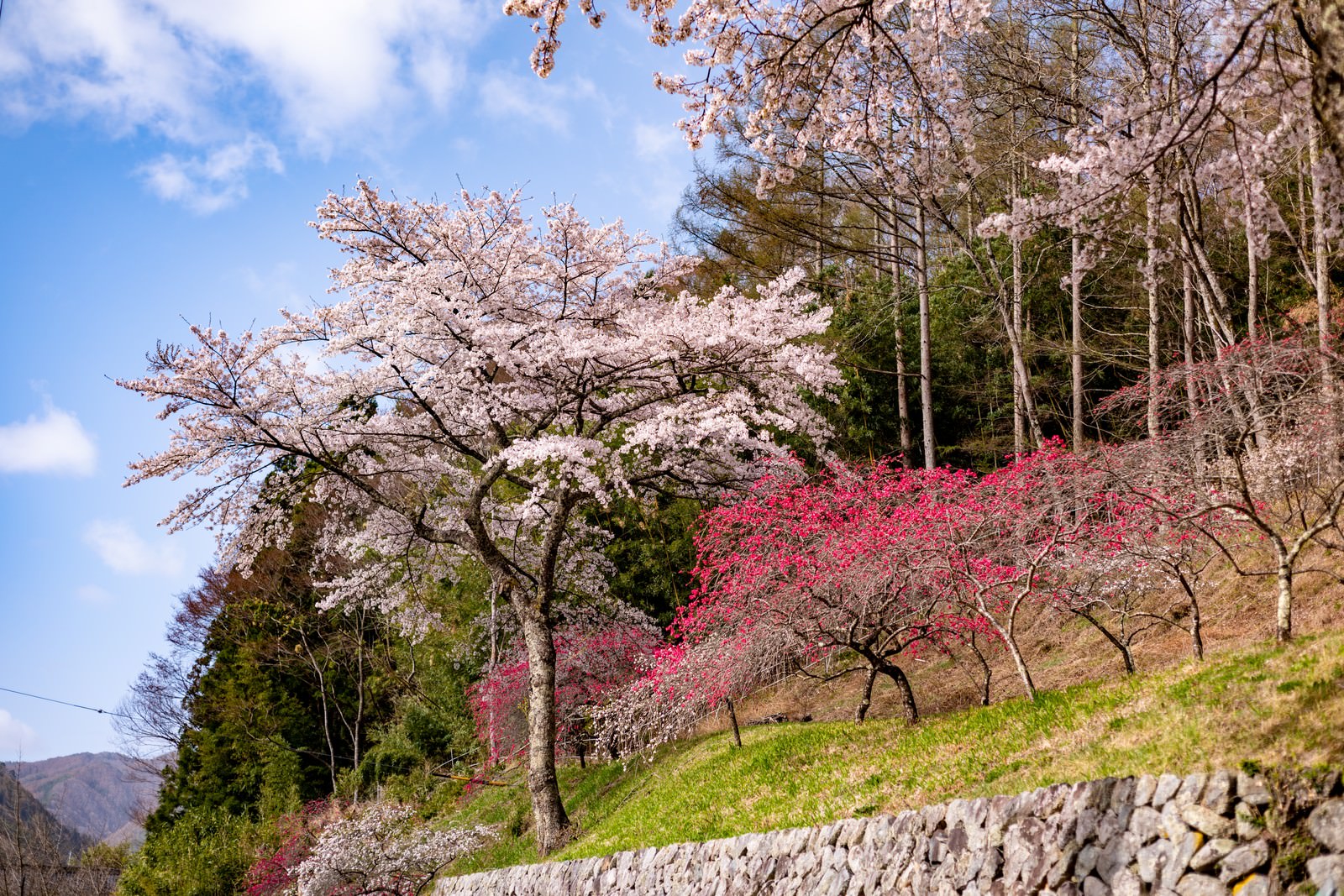 長野県の余里の一里で満開に咲く薄いピンク色の花桃と青空