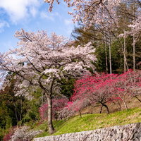 長野県余里の一里に咲く薄いピンク色の花桃の写真