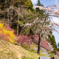 長野県の麓に咲く春色のハナモモと桜の草木花の写真