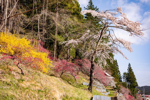 長野県の麓に咲く春色のハナモモと桜の草木花