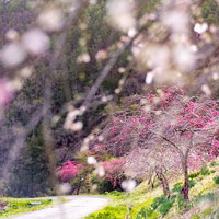 余里の一里に咲く淡いピンクのハナモモの木の写真