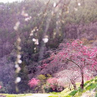 長野県余里の一里に咲く紅色のハナモモ、春の山間部の満開風景の写真