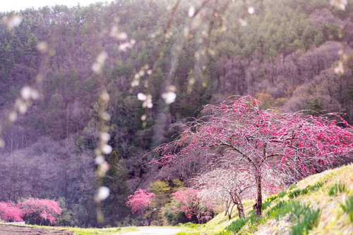 長野県余里の一里に咲く紅色のハナモモ、春の山間部の満開風景