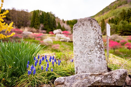 しだれ梅と水仙畑の春景色