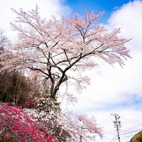 長野県の道路沿いに咲く満開のハナモモ（余里の一里）の写真