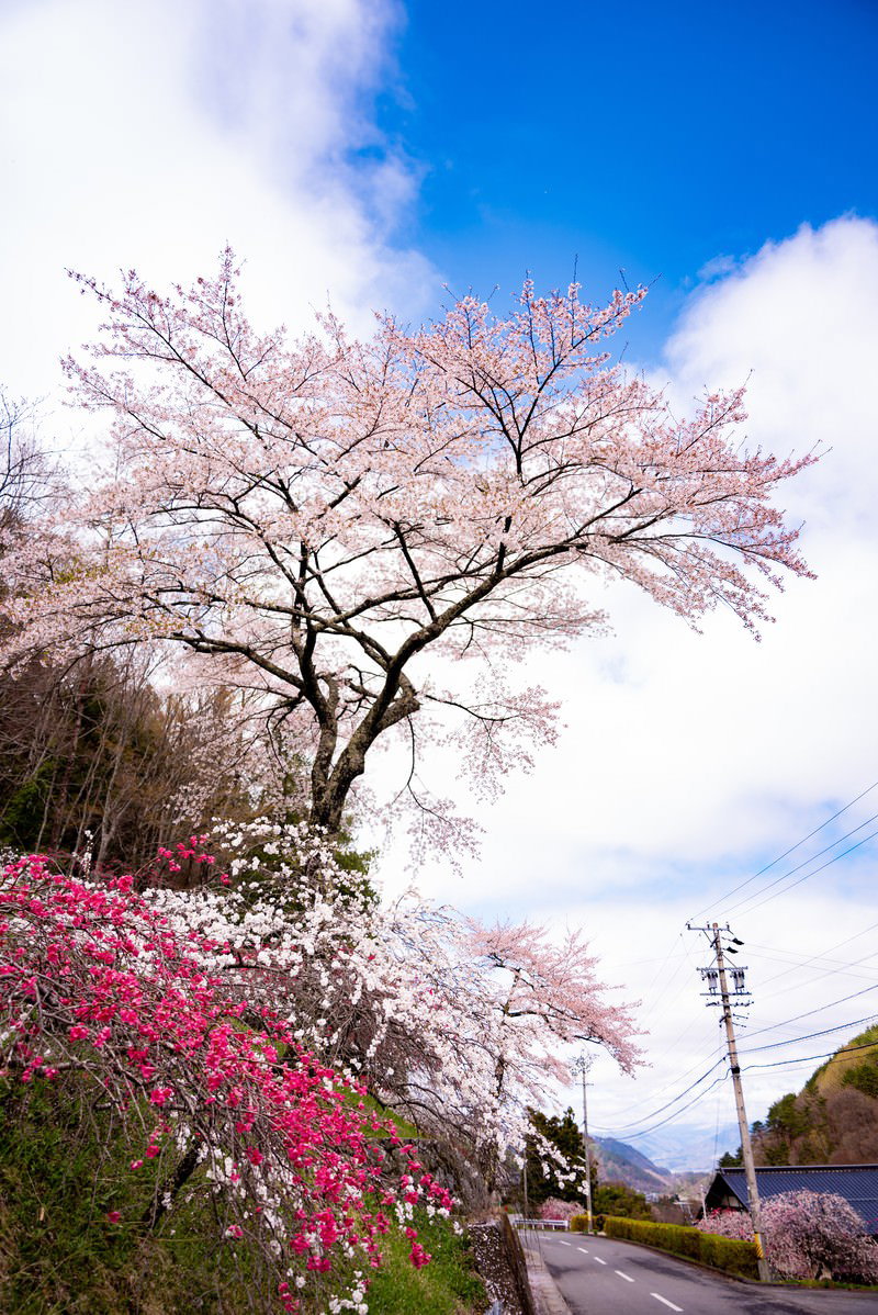 青空の下、道路沿いに満開に咲くピンクのハナモモと桃の花