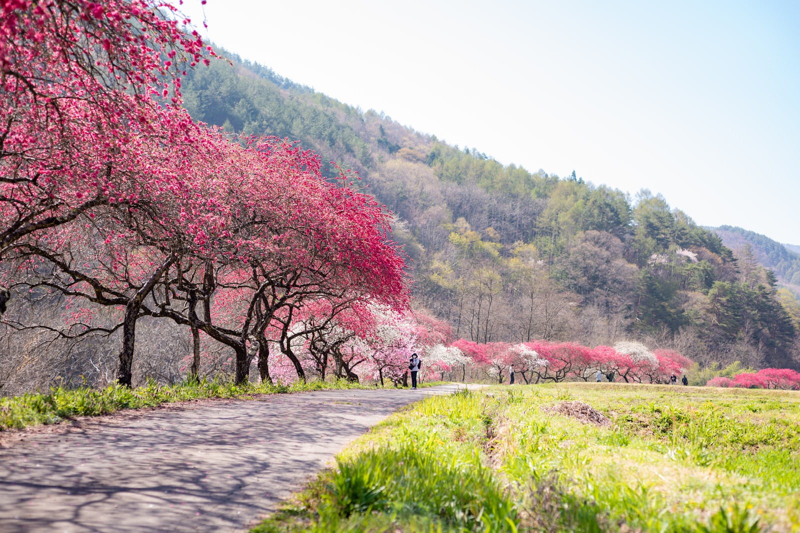 ピンク色の花桃が咲く遊歩道と青空と山々の風景