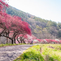 春の遊歩道に咲く花桃並木、長野県余里の一里の初春景観の写真