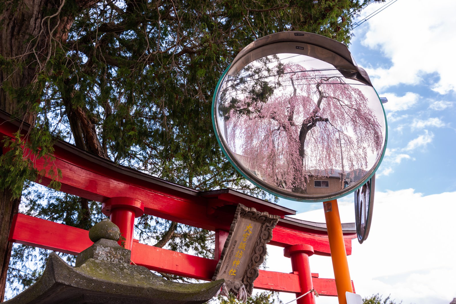 赤い神社の鳥居とカーブミラーに反射して映る満開の枝垂れ桜