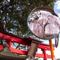 神社の赤い鳥居とカーブミラーに映る春の枝垂れ桜の写真