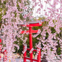 淡いピンクの枝垂れ桜越しに見える朱色の鳥居の写真