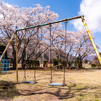児童公園に咲く満開の桜とブランコの春景色の写真