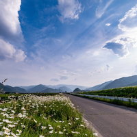 どこまでも続く一本道沿いに咲く白い除虫菊と青空の写真