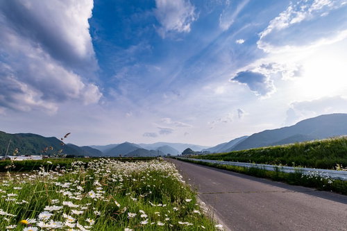 どこまでも続く一本道沿いに咲く白い除虫菊と青空
