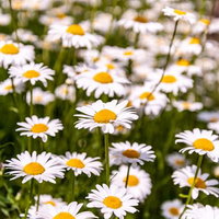 白い花が一面に咲く初夏の除虫菊畑の風景の写真