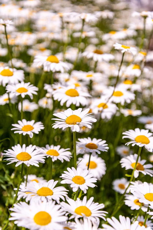 白い花が一面に咲く初夏の除虫菊畑の風景