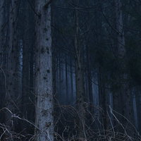 暗闇に立ち並ぶ杉の幹が印象的な杉林の風景の写真