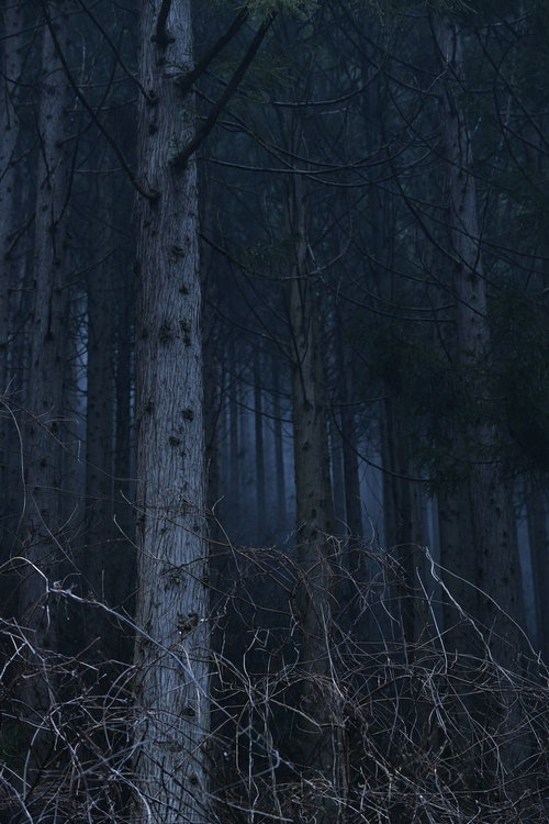 暗闇に立ち並ぶ杉の幹が印象的な杉林の風景