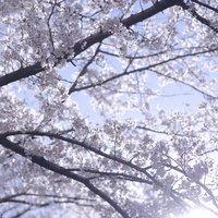 朝の光とソメイヨシノの見上げの写真