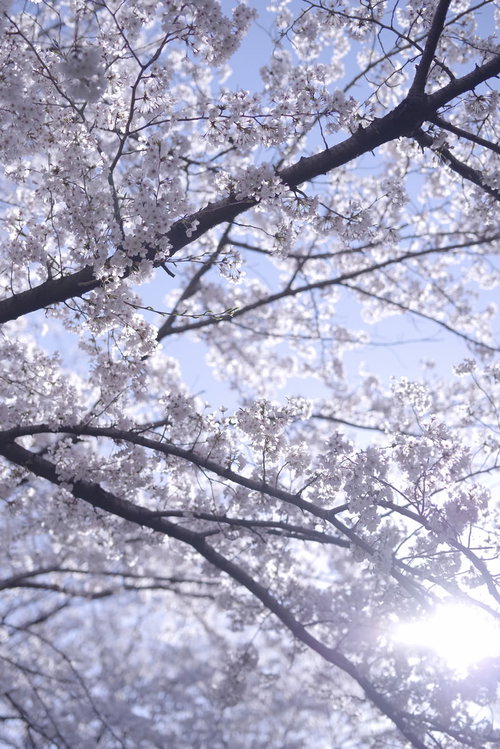 朝の光とソメイヨシノの見上げ
