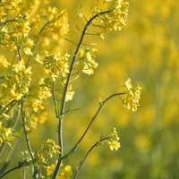 朝の光を浴びる黄色い菜の花のアップの写真