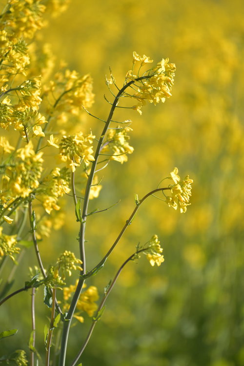 朝の光を浴びる黄色い菜の花のアップ