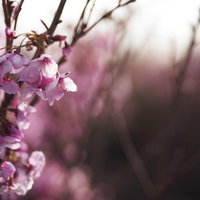 春の花畑に咲くピンク色の桜の花と白い花の写真