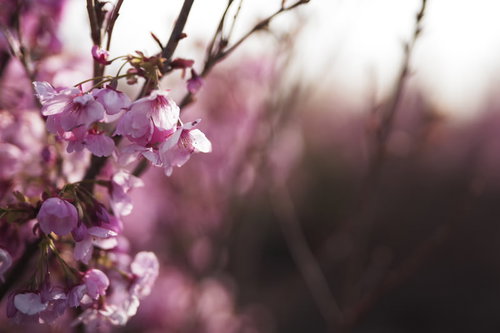 春の花畑に咲くピンク色の桜の花と白い花