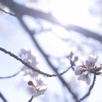 朝の陽ざしに光る一凛のソメイヨシノの写真