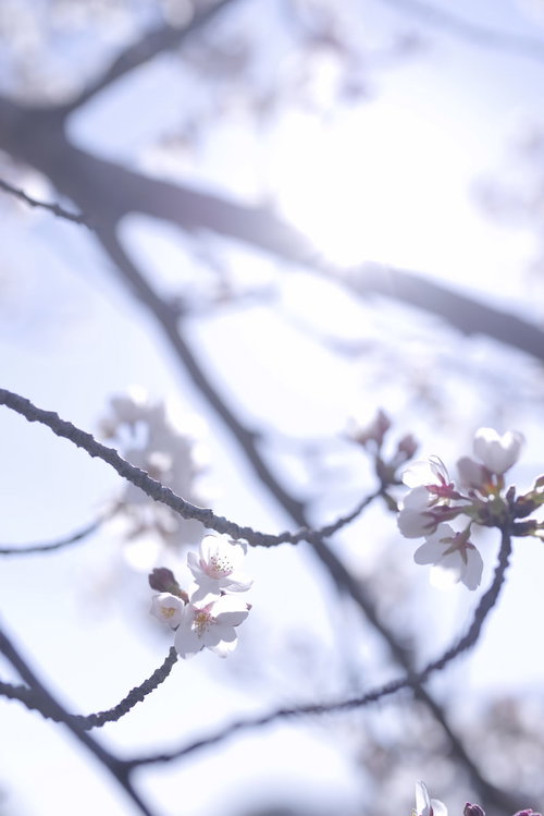 朝の陽ざしに光る一凛のソメイヨシノ