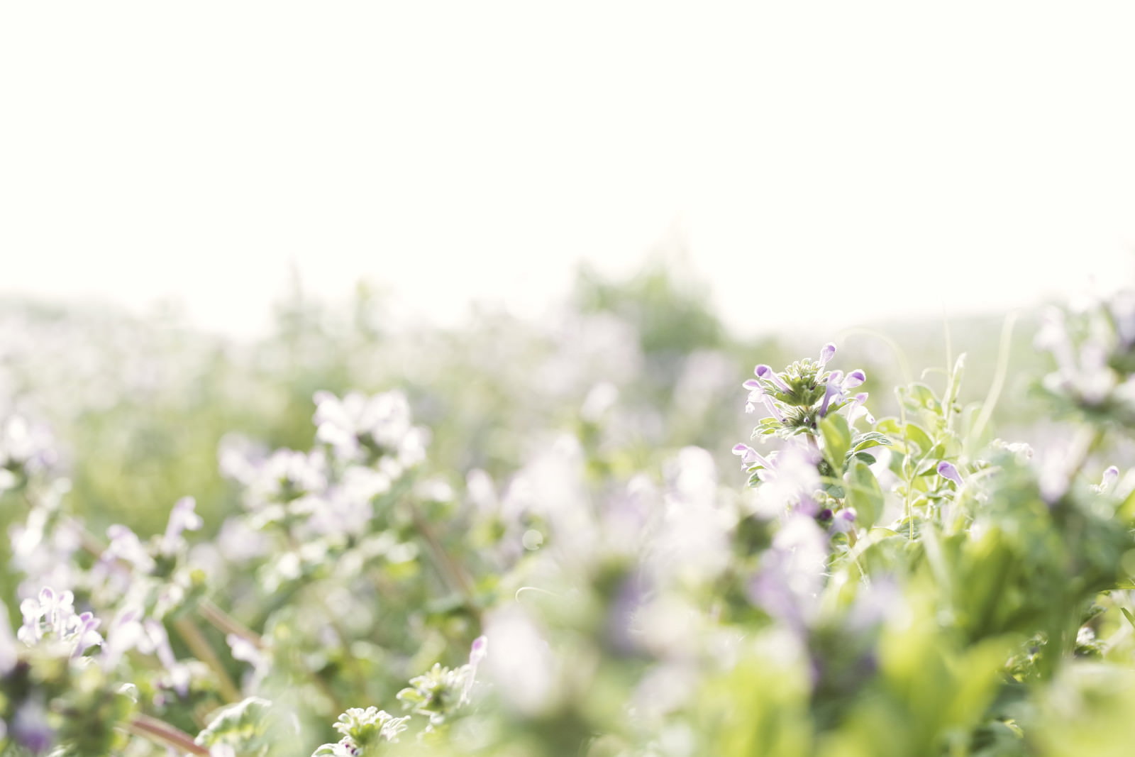 春の原っぱに咲くホトケノザ