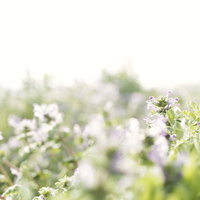 朝日の中に咲くホトケノザの写真