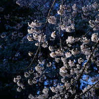 朝日に浮かび上がる薄紫色の桜と青い影の写真