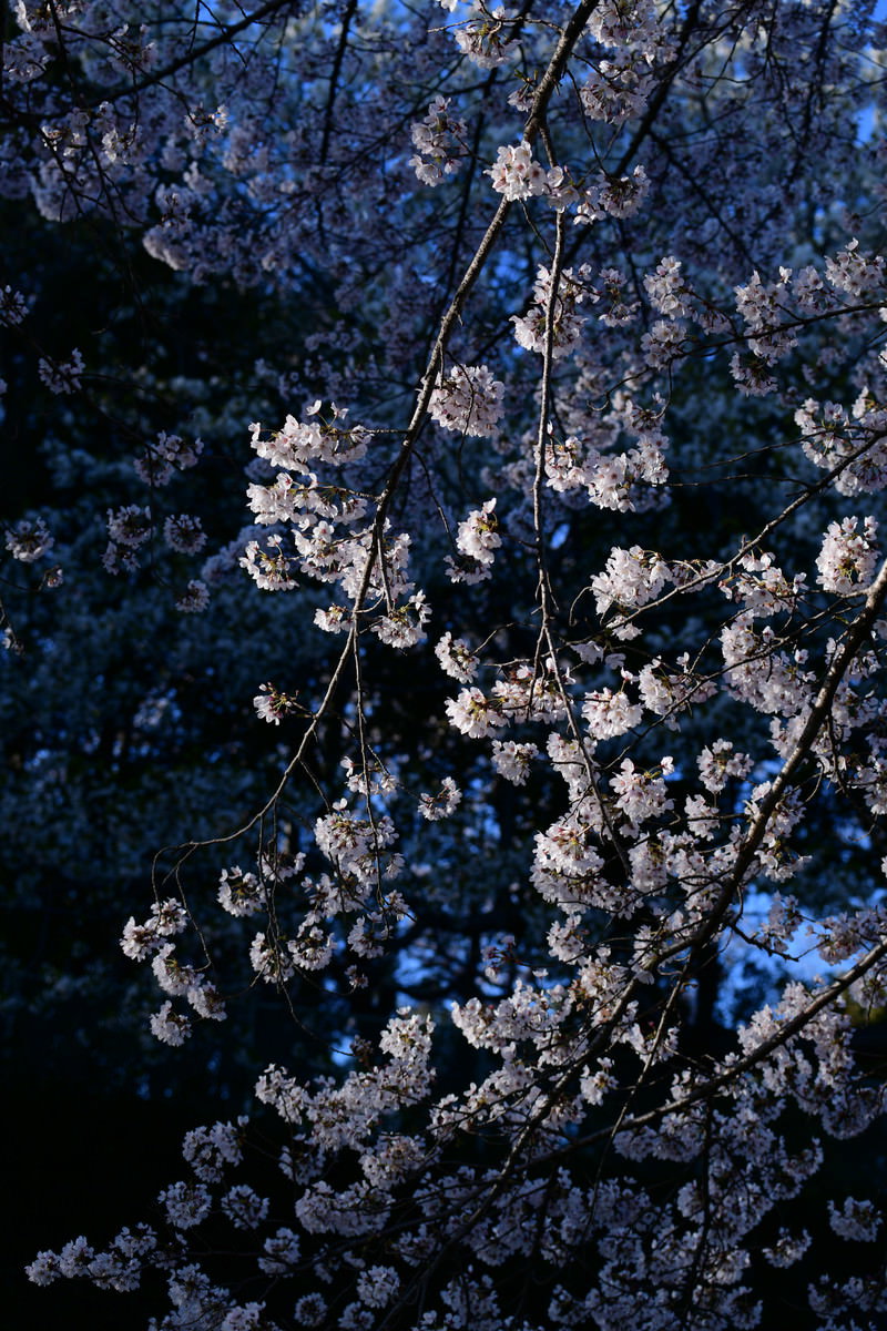朝日に照らされて薄紫色に咲く桜の花と青い影