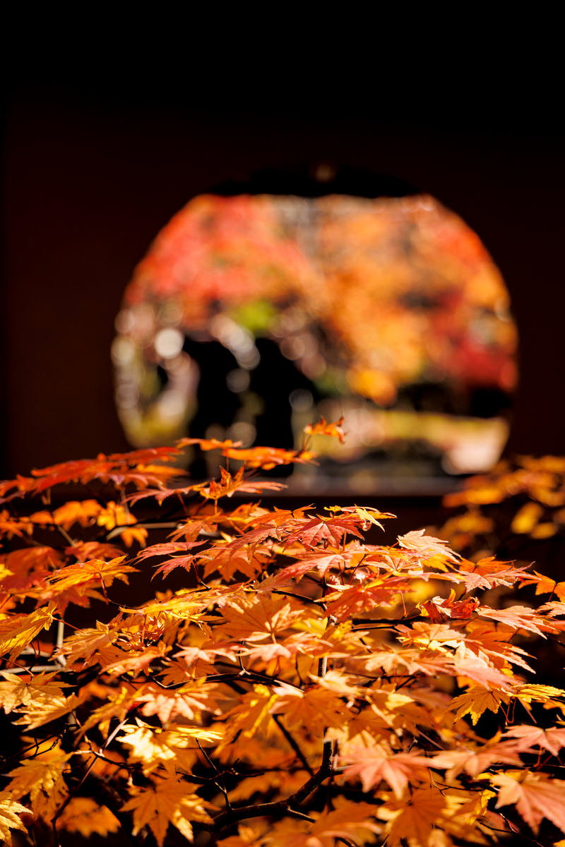 秋の松島円通院で色鮮やかに紅葉したもみじの落ち葉が遊歩道に積もっている様子