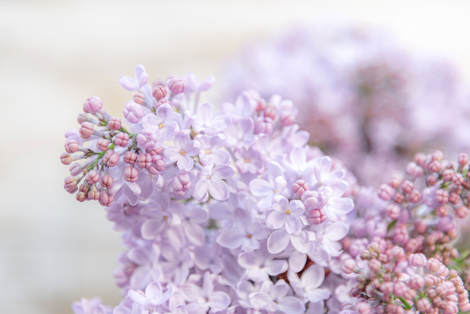 薄紫色のライラックの蕾が密集した花穂