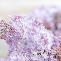 開花を待つライラックの薄紫色の蕾の写真
