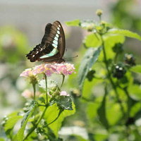 緑の葉の上で花の蜜を吸うアオスジアゲハの飛翔の写真