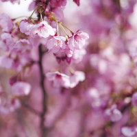 朝日を浴びて花を広げ始める桜の枝の写真