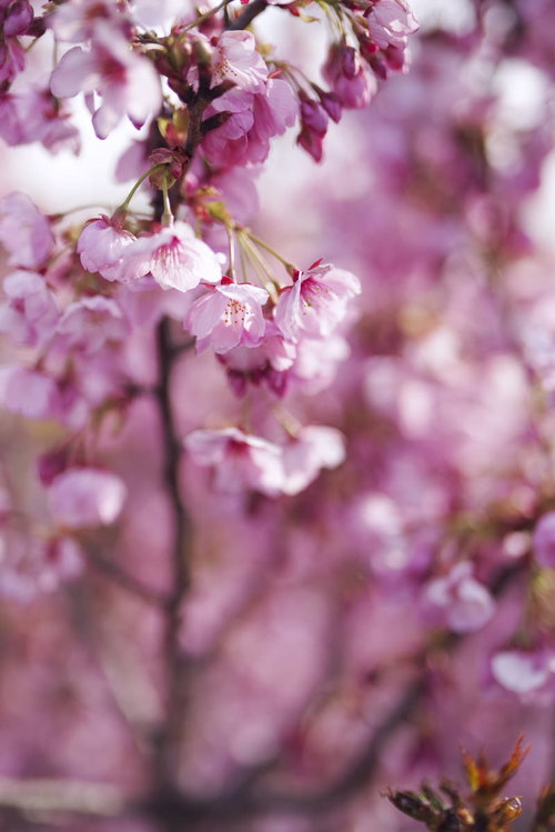 朝日を浴びて花を広げ始める桜の枝