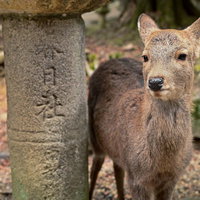 春日大社の石灯籠の下で佇む奈良の鹿の写真