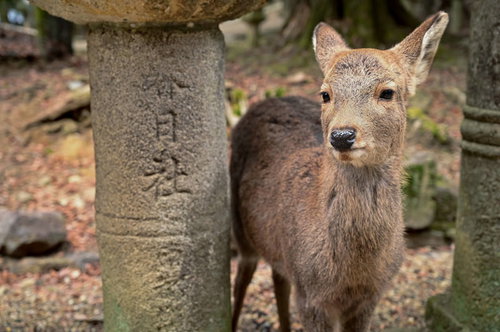 春日大社の石灯籠の下で佇む奈良の鹿