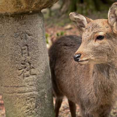かわいい鹿の白くてふわふわした尻尾の写真素材 - フリー素材ぱくたそ