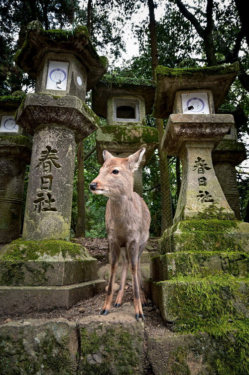 春日大社の苔むした石灯籠と子鹿が織りなす和風の風景