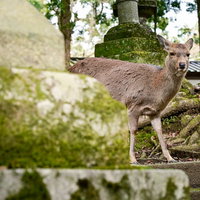 奈良公園で石灯籠の前にあらわれた鹿の写真