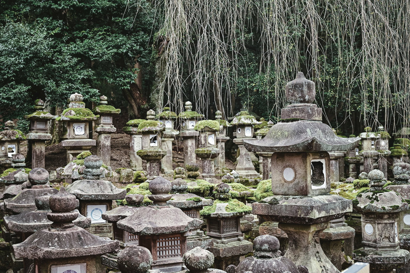 春日大社参道に並ぶ苔むした石灯籠