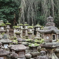 春日大社の参道に並ぶ苔むした石灯篭と緑豊かな景観の写真