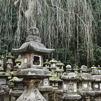 春日大社の境内に並ぶ石灯籠と枝垂れ柳の風景の写真