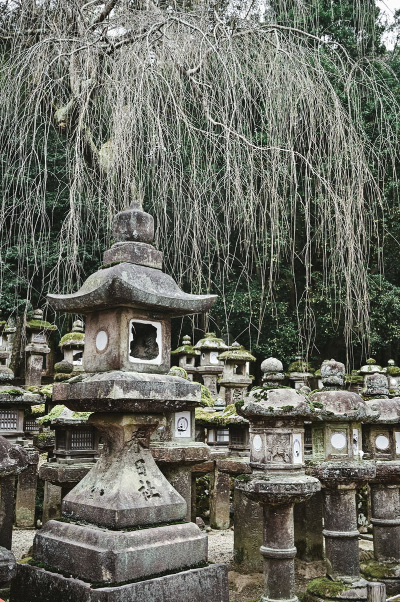 春日大社境内に並ぶ石灯籠群と緑の枝垂れ柳が写った風景