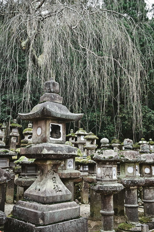 春日大社の境内に並ぶ石灯籠と枝垂れ柳の風景